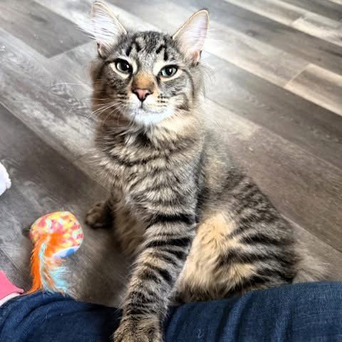 WHISKEY & BOURBON - Domestic Short Hair / Domestic Medium Hair available for adoption