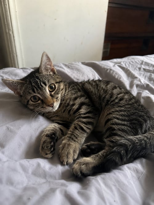 CROMWELL - Domestic Short Hair available for adoption