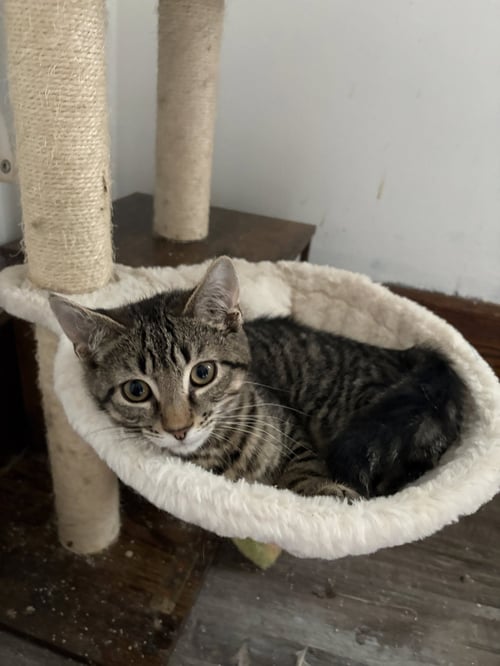 CROMWELL - Domestic Short Hair available for adoption