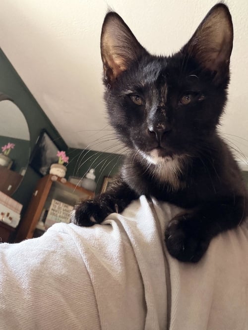 SPRITZ & TRUDY - Domestic Short Hair available for adoption