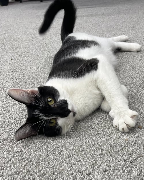 MAMA BIG BIRD - Domestic Short Hair available for adoption
