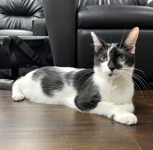 MAMA BIG BIRD - Domestic Short Hair available for adoption