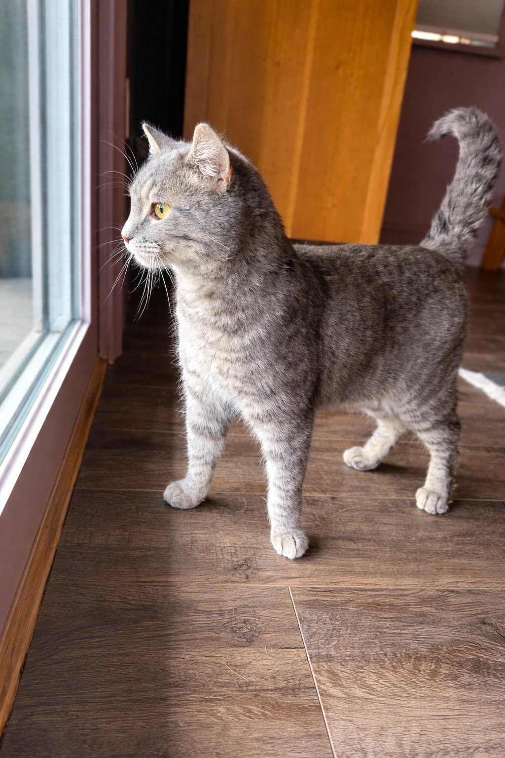 MOXIE - Domestic Short Hair available for adoption