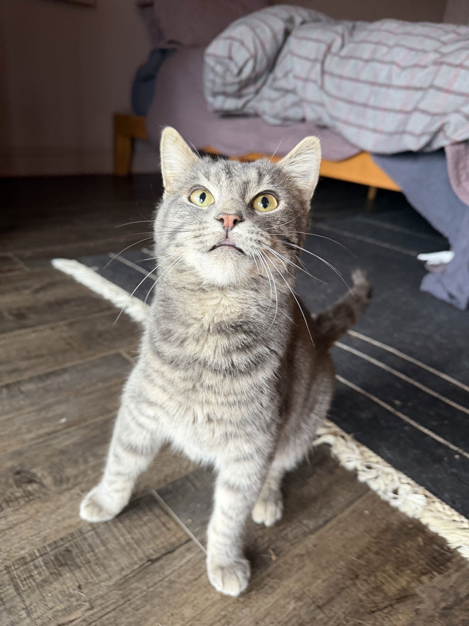 MOXIE - Domestic Short Hair available for adoption