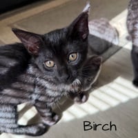 Birch - Photo 1
