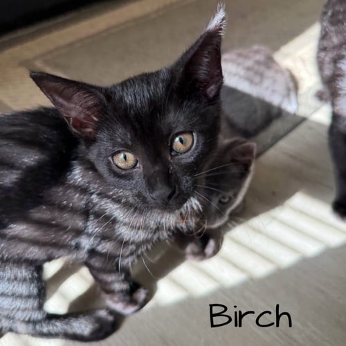 BIRCH - Domestic Short Hair available for adoption