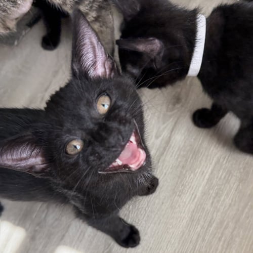 BIRCH - Domestic Short Hair available for adoption