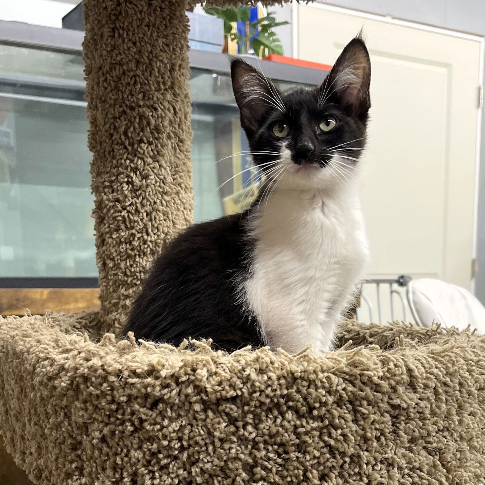 ABBY CADABBY - Domestic Short Hair available for adoption