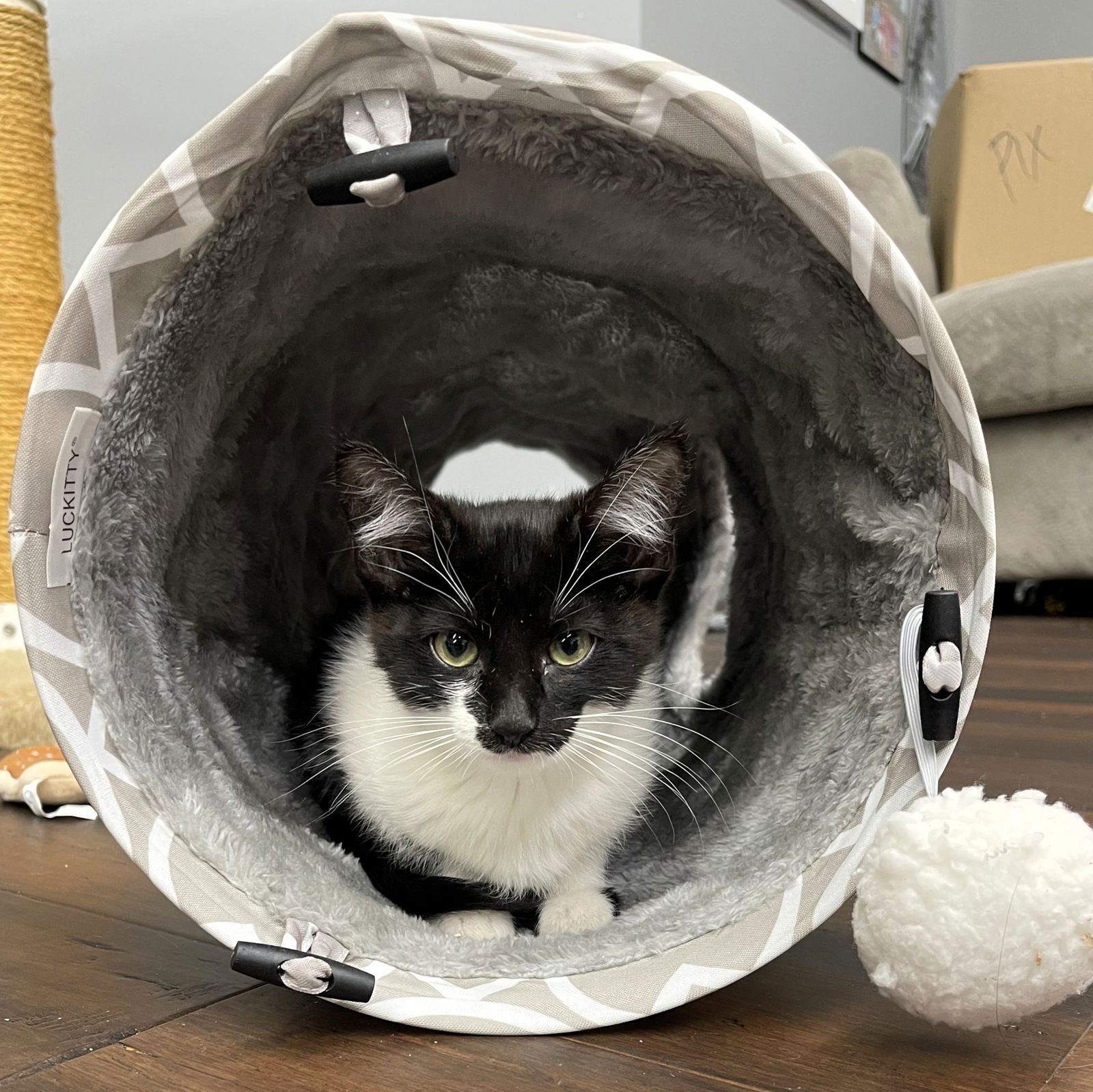 Abby Cadabby - Photo 3