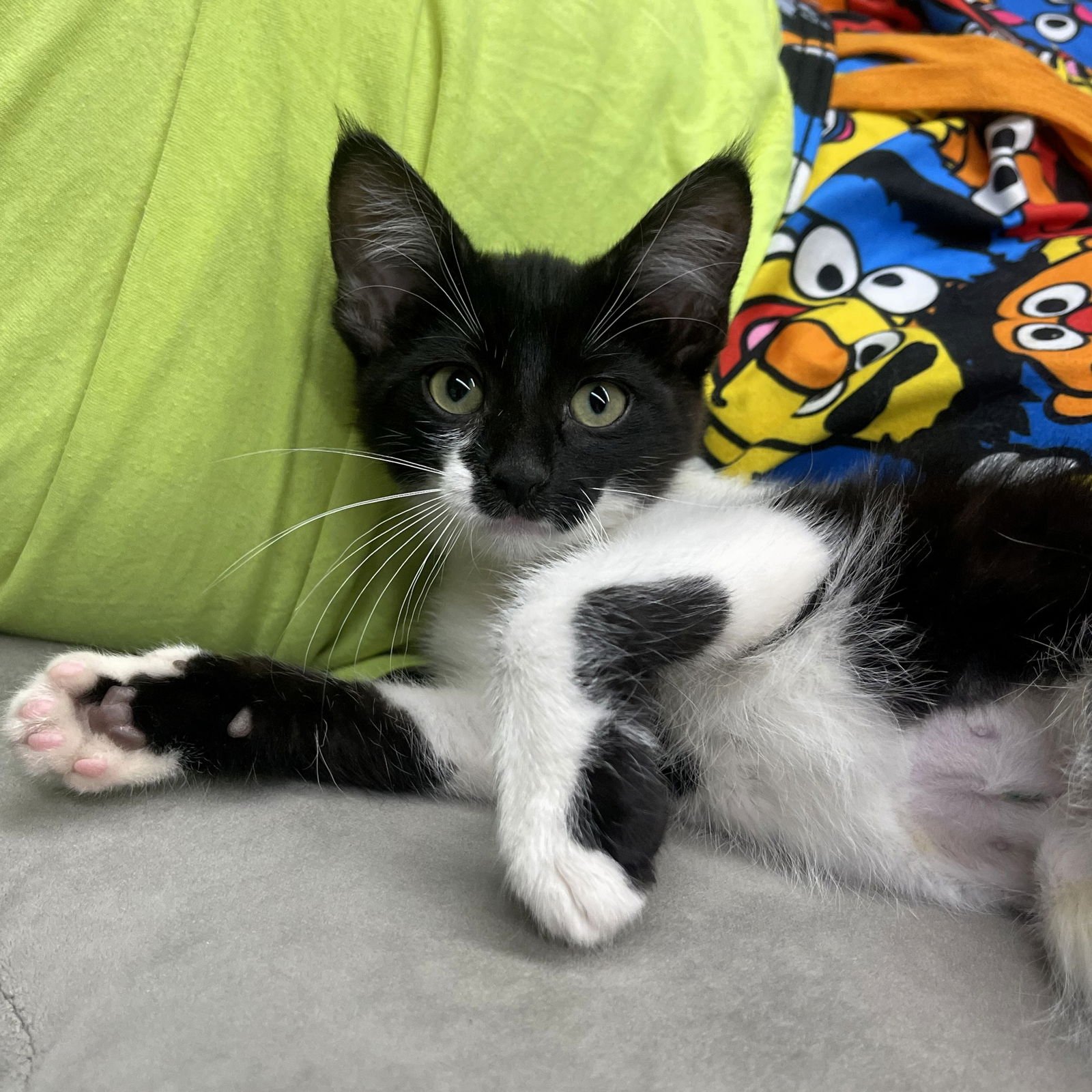 Abby Cadabby - Photo 4