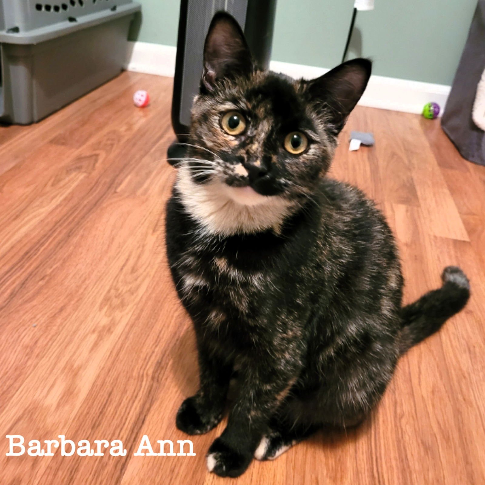 BARBARA ANN - Domestic Short Hair available for adoption