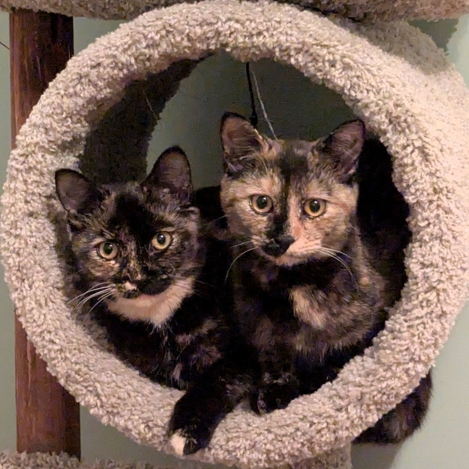 BARBARA ANN - Domestic Short Hair available for adoption