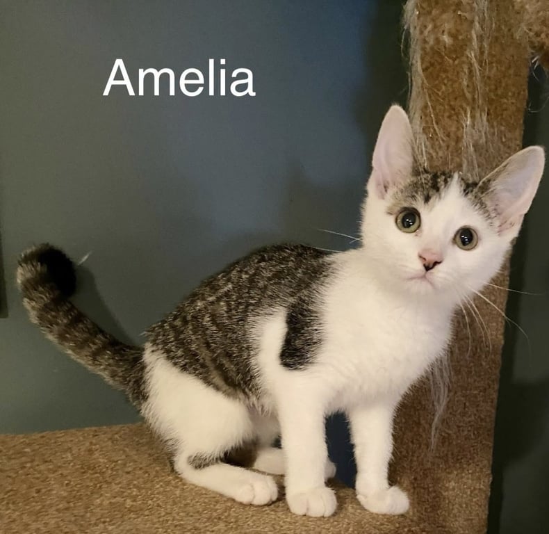 Amelia Image