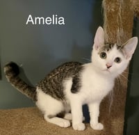 Amelia - Photo 1