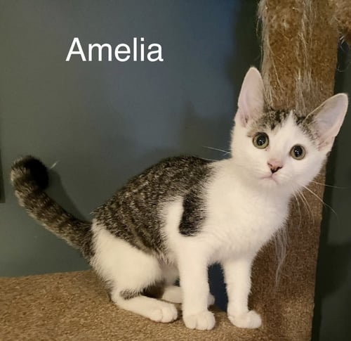 AMELIA - Domestic Short Hair available for adoption
