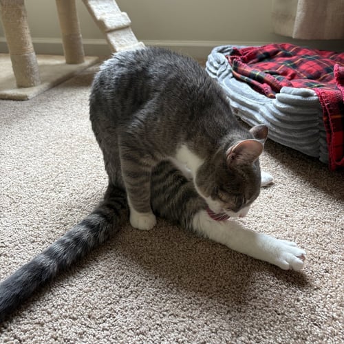 SUSHI - Domestic Short Hair available for adoption
