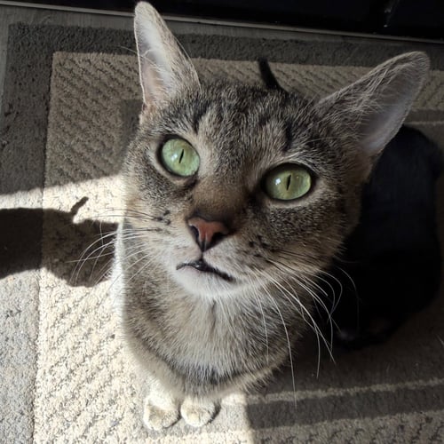 MAGNOLIA - Domestic Short Hair available for adoption