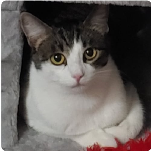 LANA - Domestic Short Hair available for adoption