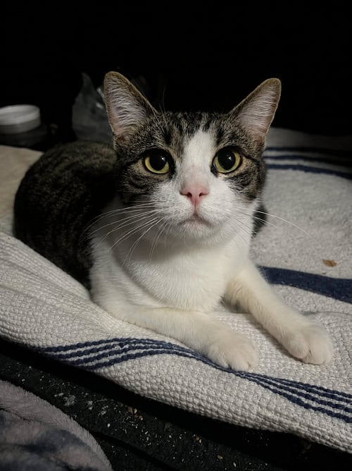 LANA - Domestic Short Hair available for adoption