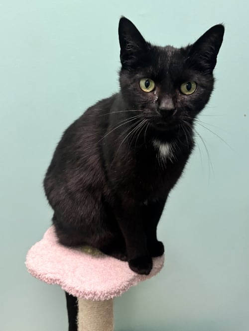 DELILAH - Domestic Short Hair available for adoption