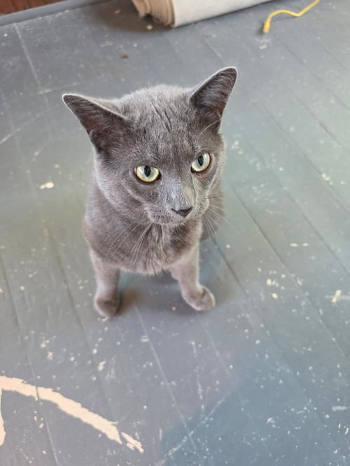 IVAN - Domestic Short Hair available for adoption