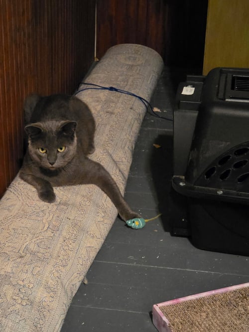 IVAN - Domestic Short Hair available for adoption