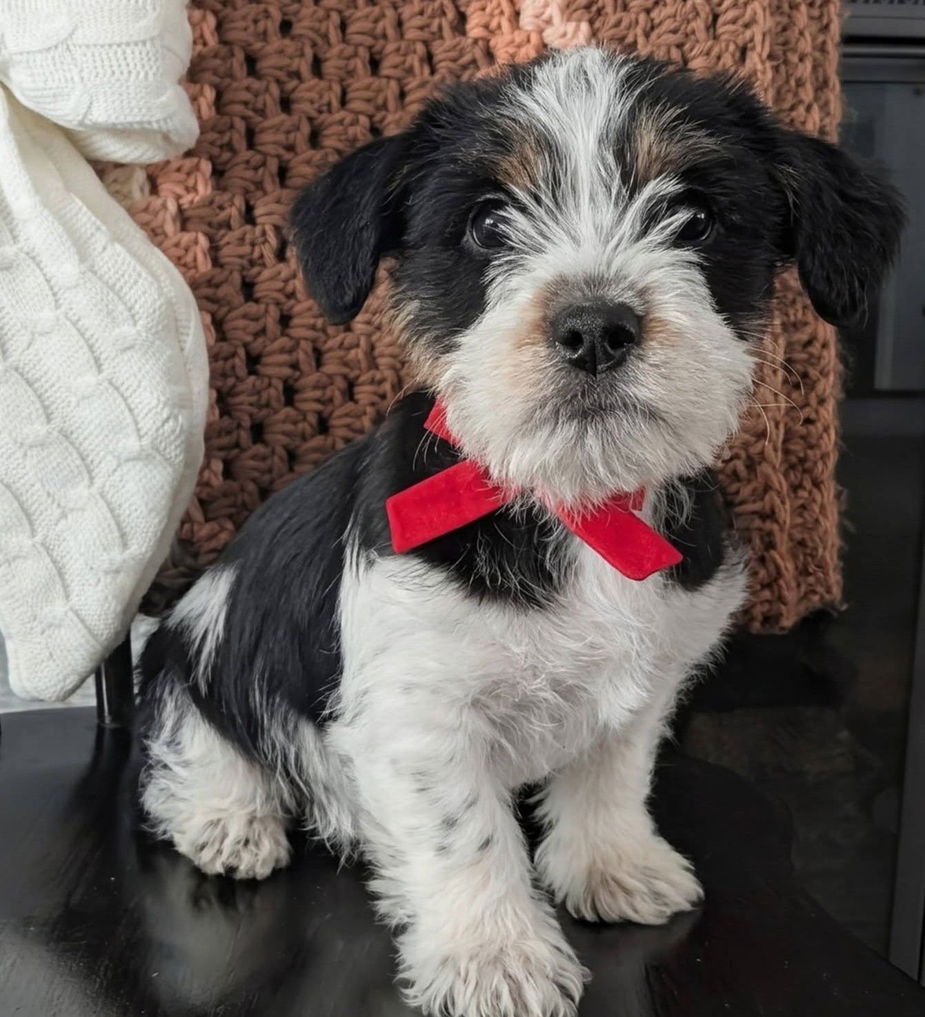 MACY - Terrier available for adoption