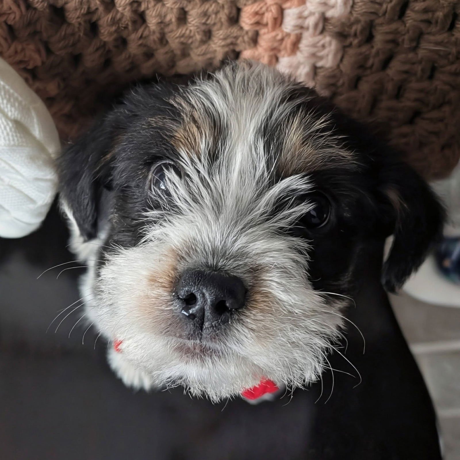 MACY - Terrier available for adoption