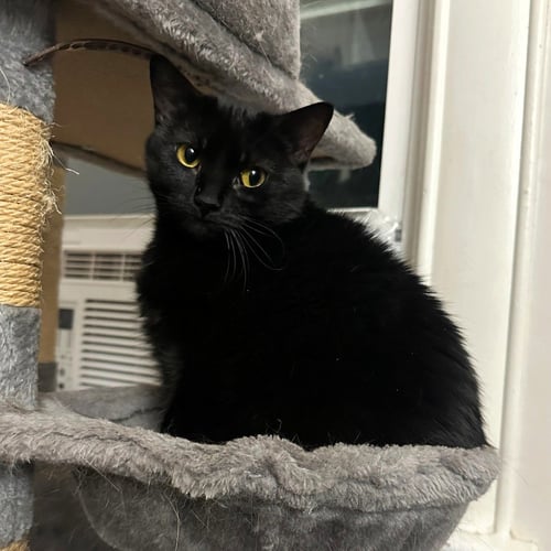 MIA - Domestic Short Hair available for adoption
