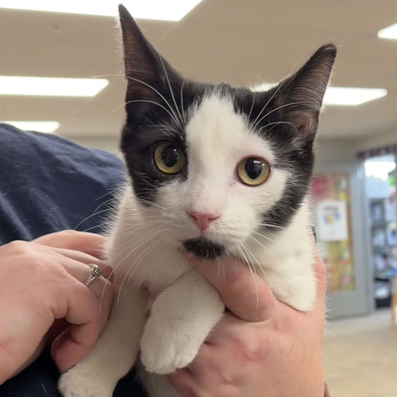 FIGARO - Domestic Short Hair available for adoption