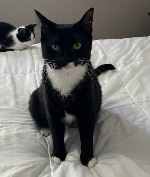 MOIRA - Domestic Short Hair available for adoption