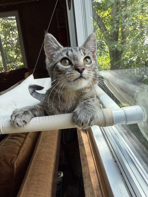 ANGELINA - Domestic Short Hair available for adoption