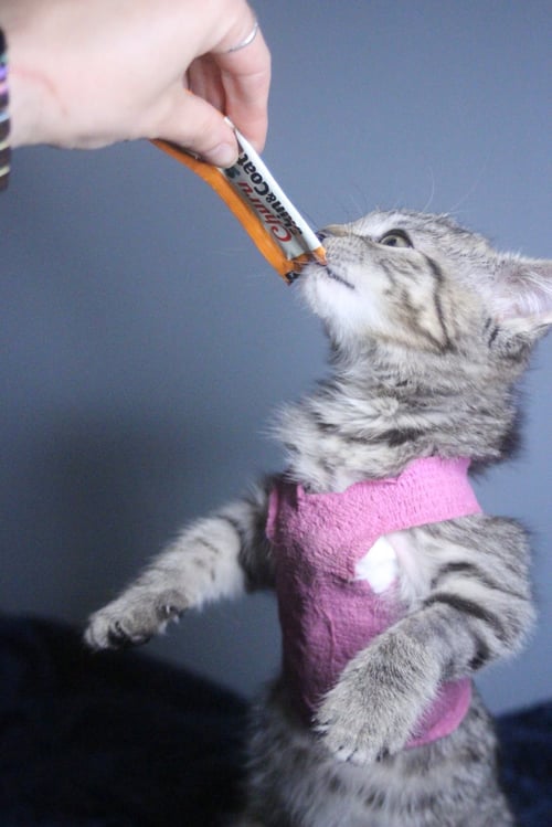 ANGELINA - Domestic Short Hair available for adoption