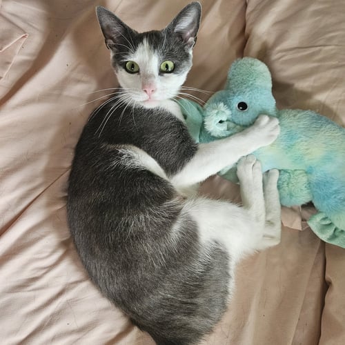 WILLOW - Domestic Short Hair available for adoption