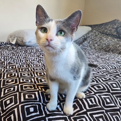 WILLOW - Domestic Short Hair available for adoption