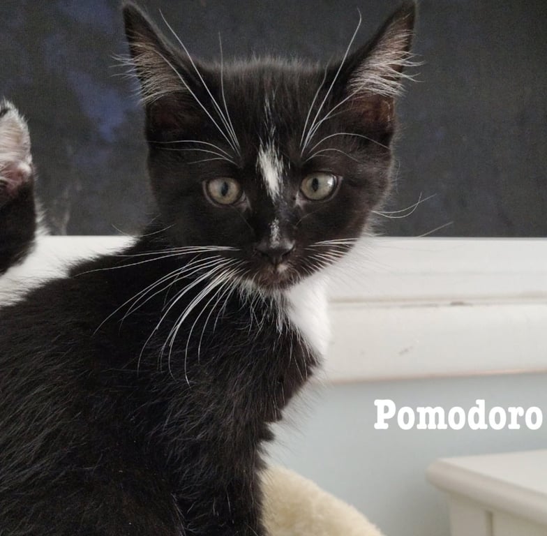 Pomodoro Image