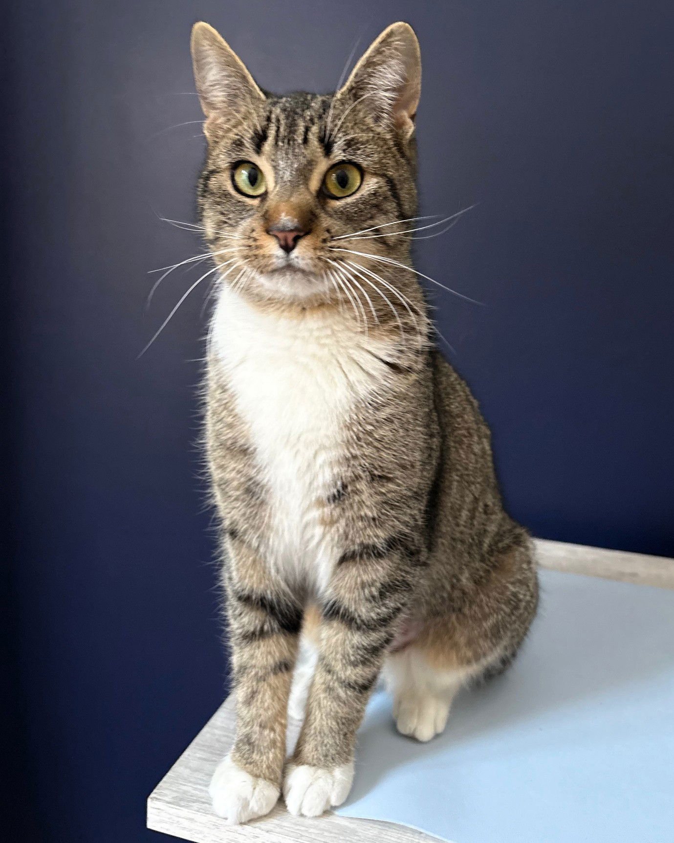 DAISY - Domestic Short Hair available for adoption