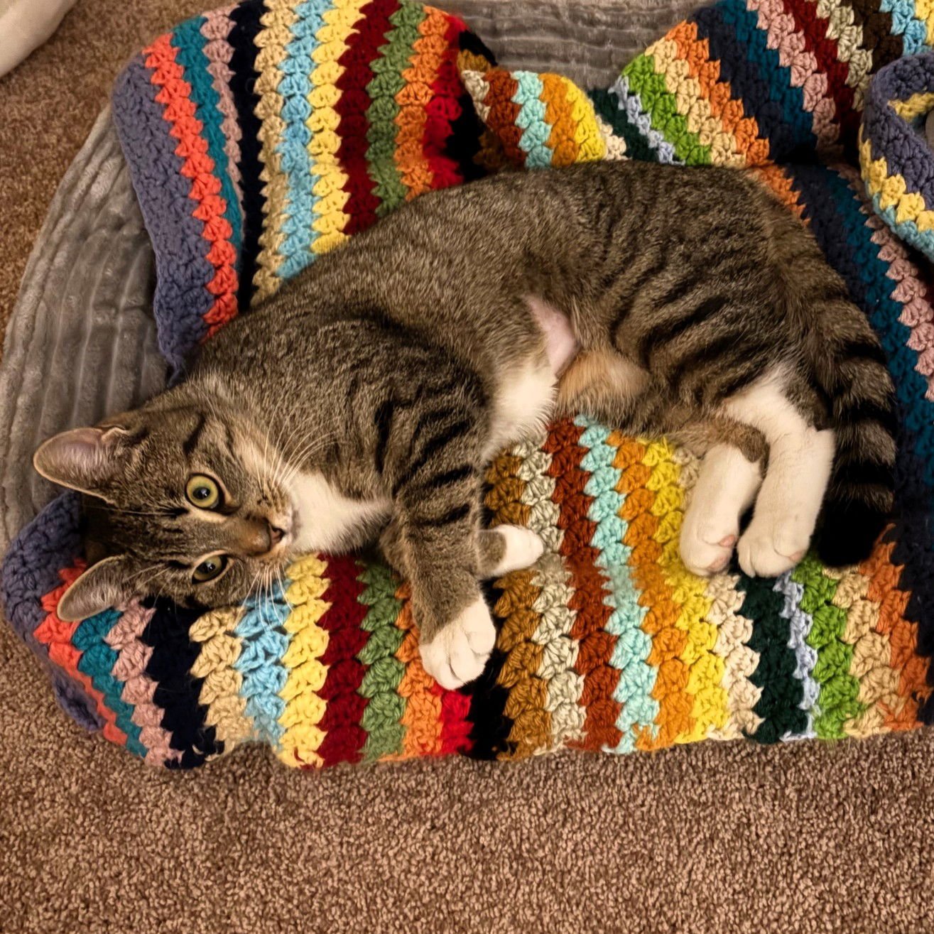 DAISY - Domestic Short Hair available for adoption