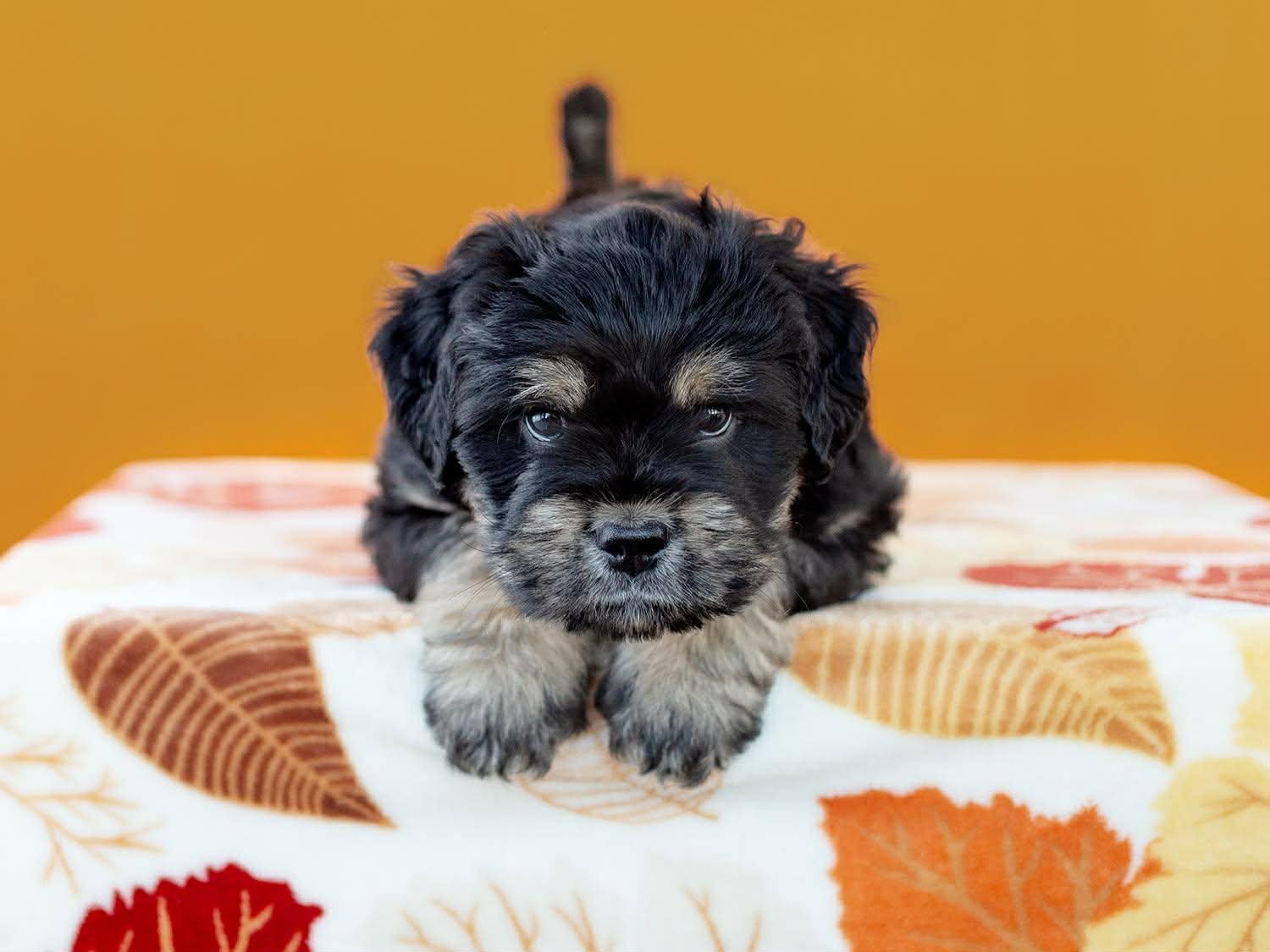 PUMPKIN - Terrier available for adoption