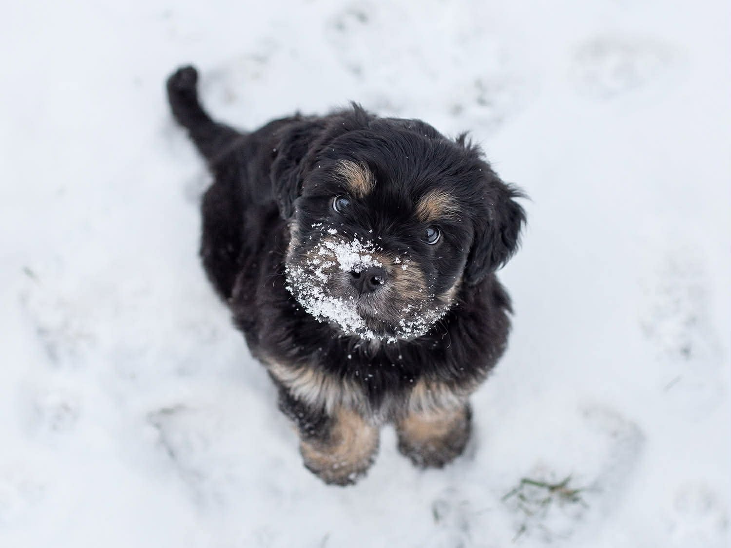 PUMPKIN - Terrier available for adoption