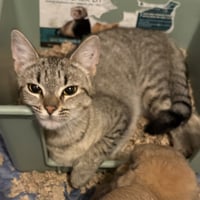 Calista - Photo 1