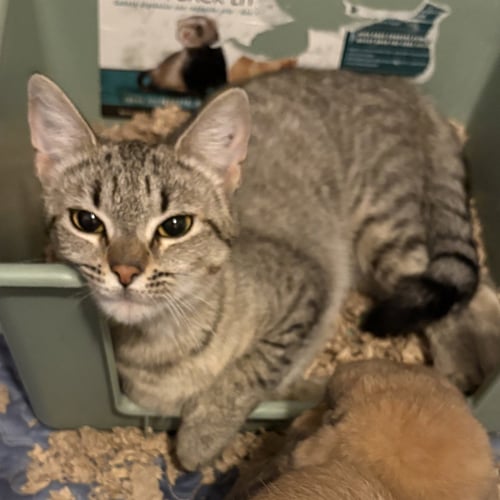 CALISTA - Domestic Short Hair available for adoption