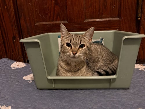 CALISTA - Domestic Short Hair available for adoption