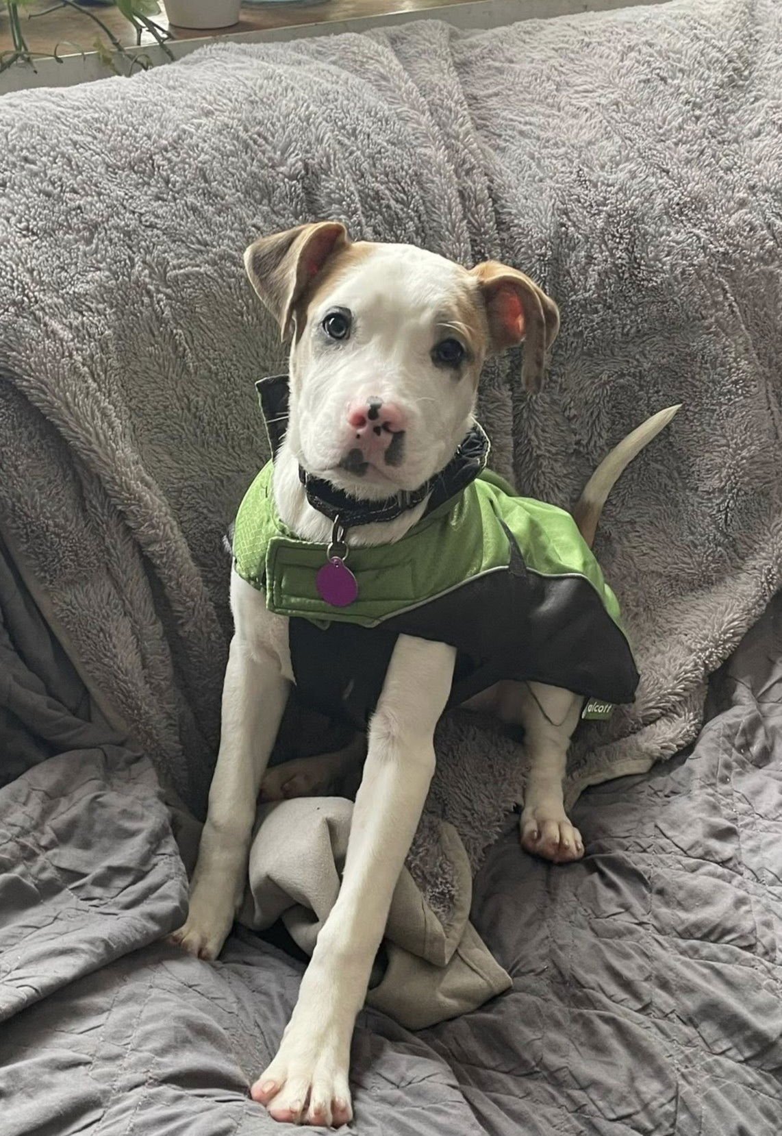 HAWK - Pit Bull Terrier available for adoption