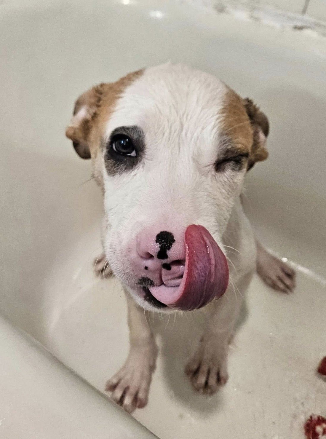 HAWK - Pit Bull Terrier available for adoption