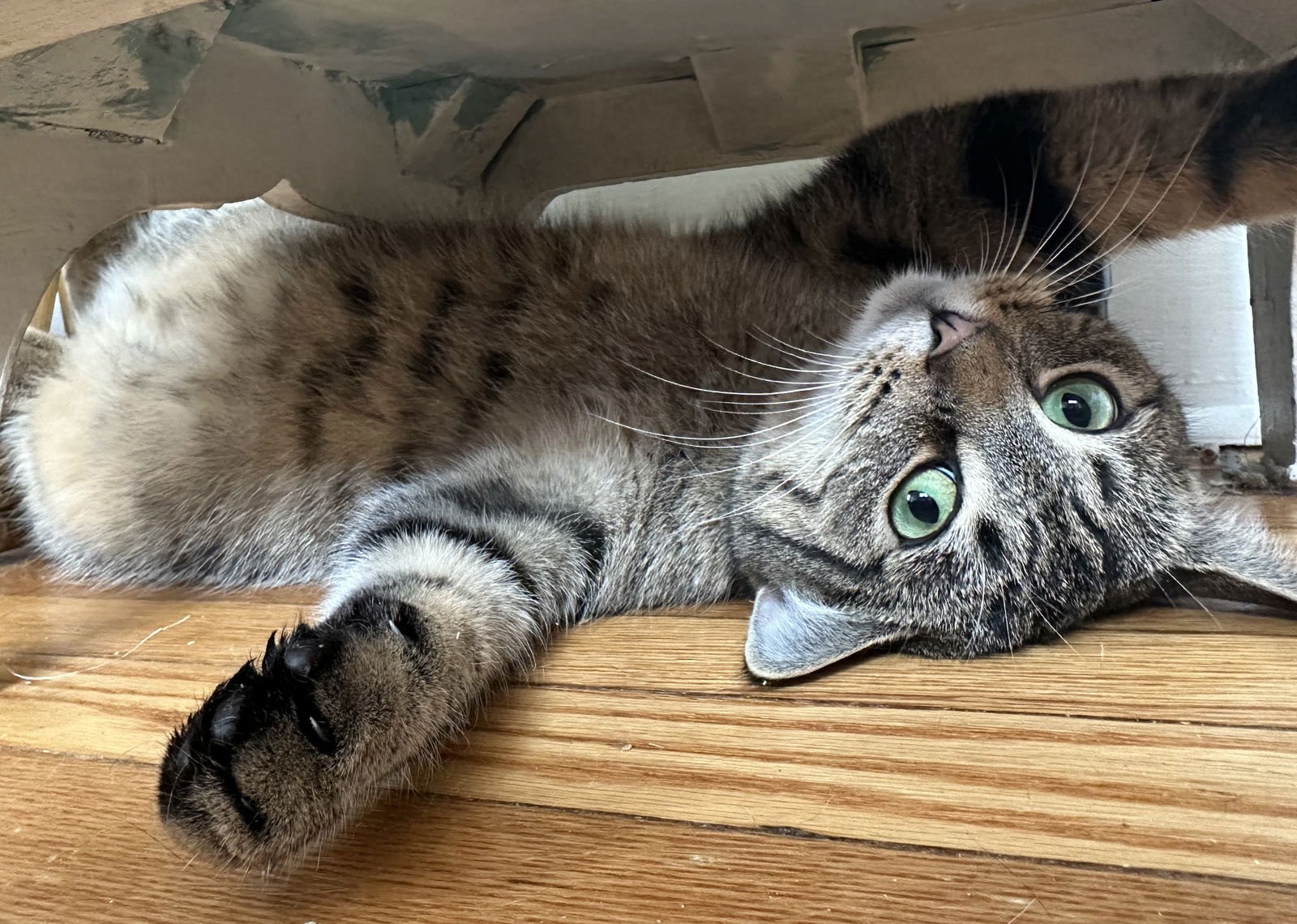 TIMONE - Domestic Short Hair available for adoption