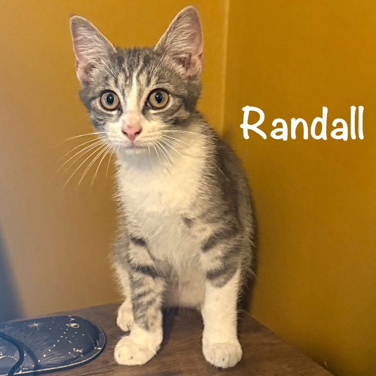 Randall Image