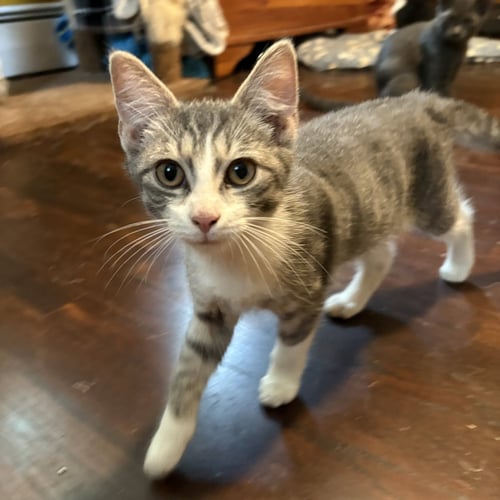 RANDALL - Domestic Short Hair available for adoption