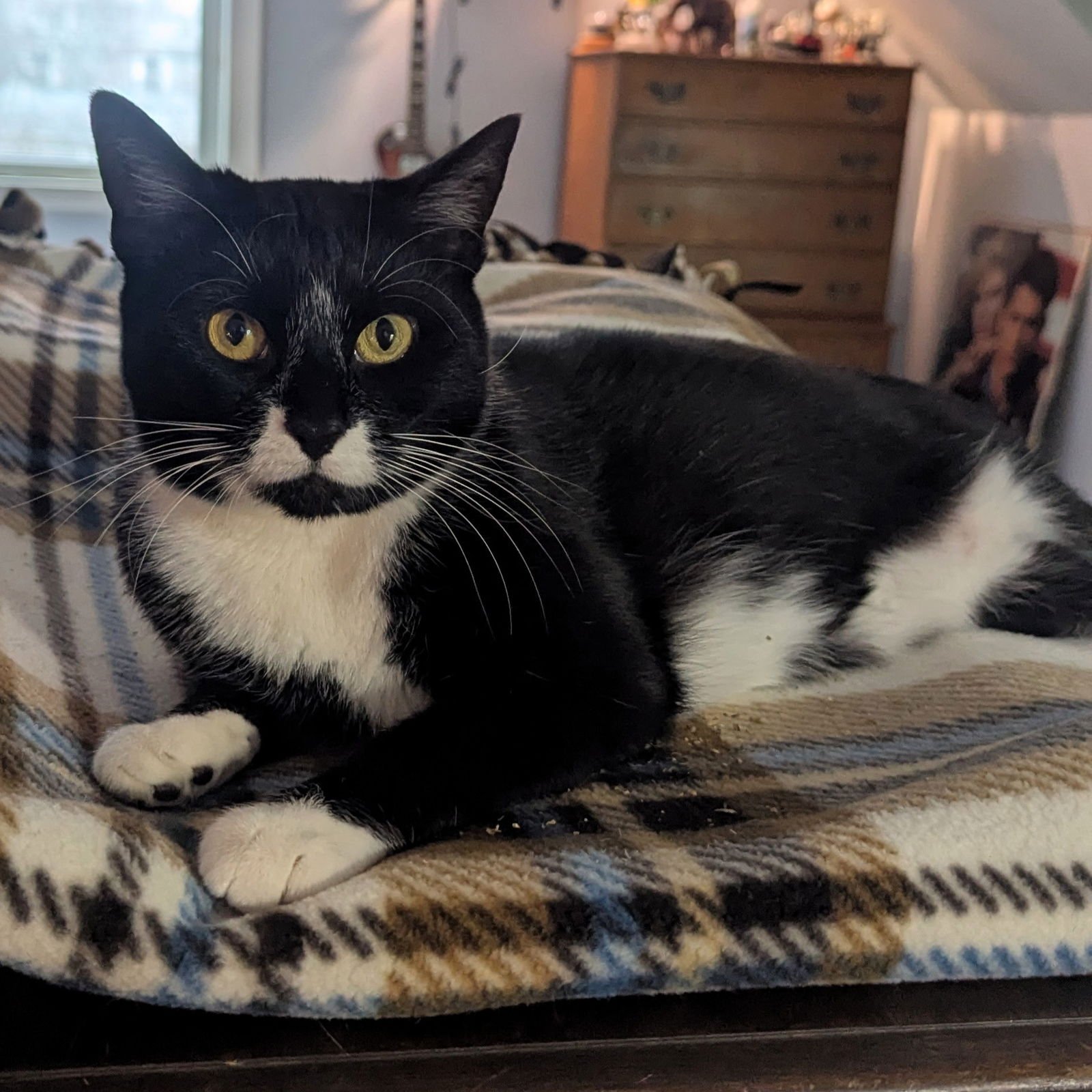 LOU LOU - Domestic Short Hair available for adoption