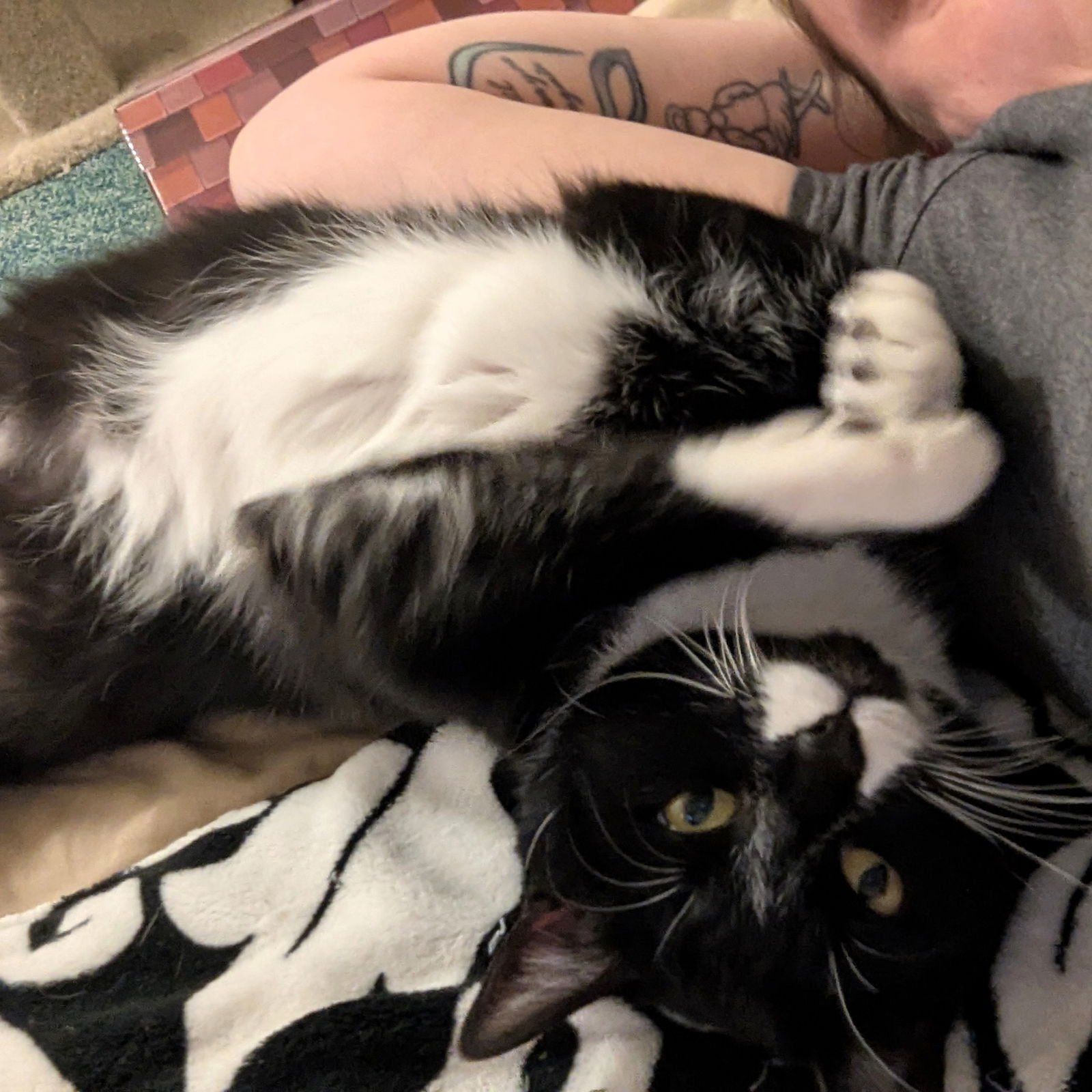 LOU LOU - Domestic Short Hair available for adoption